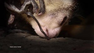 Check out their long middle finger... | Animal Planet