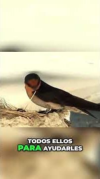 Swallows: natural insecticides! 🦟🪰 #Nature #Ecology #Birds #Biodiversity #Environment