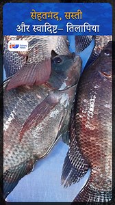 1.9M views · 32K reactions | The Farmer’s Fish — Why Tilapia is India’s Smart Choice! | Fishery News #TilapiaFish #tilapiafarming #FarmersFish #aquaculture #FishFarming #FastGrowingFish #fisherynews | Fishery.News | Facebook