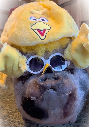 Winston got a Big Bird costume for Christmas. Long live @Sesame Street #pig #winston #winstonthepig #minipig #sesamestreet