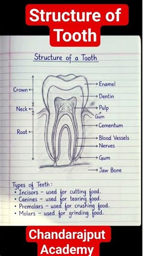 Human Tooth Structure Explained | Parts of Teeth Diagram 🦷 #shorts