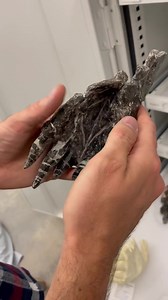 2.2M views · 10K reactions | The toothy snout from a Ceratosaurus, a theropod from the Late Jurassic Morrison Formation. #FossilFriday 練 This dinosaur lived around 150 million years ago. The specimen is in the collections of the Natural History Museum of Utah. | Dr Dean Lomax - Palaeontologist | Facebook