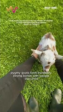 This Goat Thinks You’re Part of Its Herd! #PygmyGoat #Goat #CuteAnimals #AnimalFacts #funnyanimals