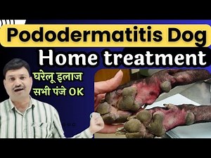 Pododermatitis Dog Home Treatment 👌🏽Dog Paw Pad cut treatment