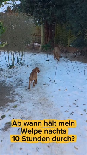 Magyar Vizsla Welpen aus Berlin-Brandenburg | Züchter on Instagram: "Ich verstehe die Frage sooo gut – weil Schlafmangel wirklich reinhaut 😅 ABER: Diese „10 Stunden“ sind kein Trainingsziel, das man erzwingen kann. Ob ein Welpe nachts durchschläft, hängt weniger von „Erziehung“ ab – und viel mehr von Alter, Blase, Sicherheit & Routine. Wichtig: Manche Welpen schlafen mit 10–12 Wochen schon lange durch – andere brauchen deutlich länger. Und beides ist normal. ❤️ ‼️ 5 Tipps, die wirklich helfen (