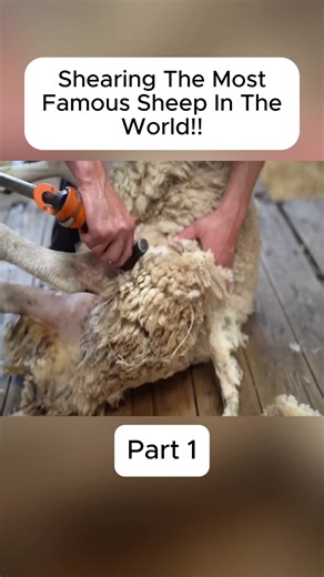 Shearing The Most Famous Sheep In The World!! #farming #ukfarming #farmlife #cow