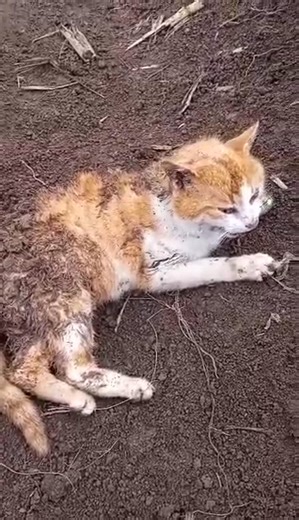 Ovaj macak nalazi se u selu Ratkovac, Slovac, psi su ga napali. Covek nema auto, kao ni iskustvo u hvatanju macaka, macak mu ne da da mu pridje. Ako neko iskusniji, ko ima prevoz, moze i zeli macka da odvede kod veterinara, moze se javiti na sledeci profil: https://www.facebook.com/goran.zivanovic.9237 | Napuštene Životinje Valjevo -informativna stranica