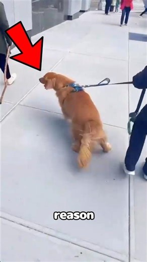 The Golden Found The Ultimate "Forbidden Stick" 😱