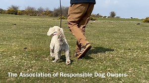5.6K views · 204 reactions | This is what the introduction to e-collar ‘shock’ looks like in reality … Under experienced guidance. Dog referred for recall issues under the distraction of other animals. *’Building’ behaviour is world’s apart from instilling appropriate avoidance. The processes and end goals are entirely different, yet each may be entirely necessary. | Take the Lead Dog Training | Facebook