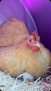 My little Buttercup 💜 #buttercup #ilovemychickens #chicken #chickens #chickensofinstagram #hensofinstagram #chickensaspets #chickenkeeping #chickenlife #birdsofinstagram #backyardchickens #happyhens #chickenfriends #chickenjoy #gardenhens #cute #featheredfriends #hens #chickenmomma #cuteanimals #beautiful #animals #beauty #happyplace #hensarefriends #eggs #countrylife #chickencoop #chickensarepetstoo | Eggs and Fluff