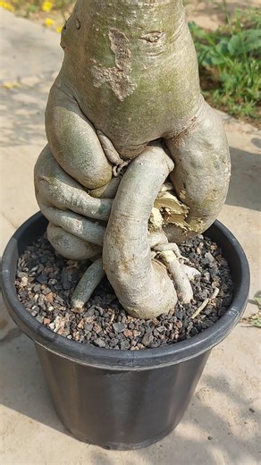 Adenium Plant Care & Pruning