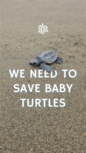 How to volunteer abroad to help sea turtles 🐢⁠ ⁠ 1. Go to volunteerworld.com (link in bio) ⁠ 2. Select all countries (“I’m flexible”) or choose your dream destination 🌏⁠ 3. Select “Animals & Conservation” 🪸⁠ 4. Select “Sea Turtle Conservation” 🐢⁠ 5. Browse all programs 🔍⁠ 6. Apply for your favourite one 💚⁠ ⁠ Or comment ‘Turtle’ and I’ll send you the link to all our turtle programs!⁠ ⁠ 👇 Drop your questions in the comments!⁠ ⁠ ⁠ #VolunteerWorld #VolunteerAbroad #VolunteerExperience #Meanin