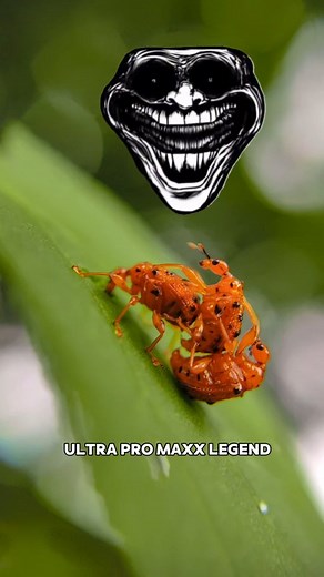 Vívék Pãswàñ on Instagram: "Wait for ultra pro maxx legend.. Follow me ___@vivekphotography_vs 🔽 use lens ___ ADCOM 12/24X MACRO LENS ↔️ ▶️Device ____ POCO X5 PRO⏩ 📌Some HashTags:-📍 #reelsinstagram #reels #viralreels #tutorialreels #trendingsound #exploreexplorepage ✅ #macroinsect #macrophotography"