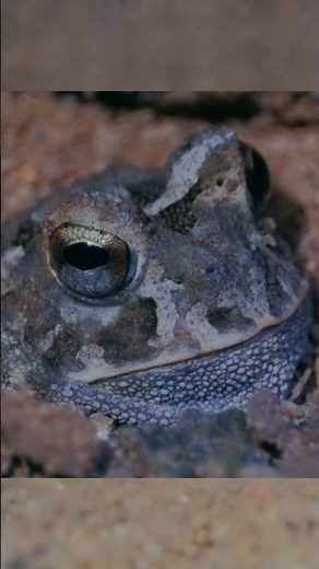 Disapearing in the sand. The Smooth Horned Frog burying itself. #wildlife
