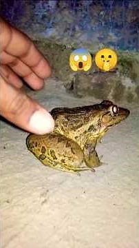 catching frogs funny | Funny frogs | Catching Frog funny | How to catch a funny frog | froggy