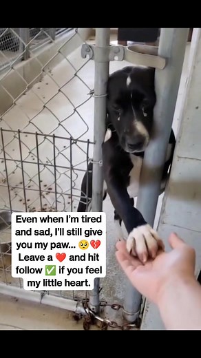 Even when I’m tired and sad, I’ll still give you my paw… 🥺💔 Leave a ❤️ and hit follow ✅ if you feel my little heart. #SadDog #EmotionalPup #PuppyEyes #GiveMeLove #LonelyPup #DogLovers #PawForLove #HeartMelting #FurryFriend #PuppyLove #DogsofInstagram #InstaDog #DogLife #LeaveAHeart #FollowForPaws #SadButCute #AdoptDontShop #PawShake #DogEmotion #CuteButSad | Snout Stories