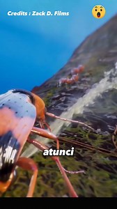 Acest gândac împroșcă lichid fierbinte. | Fabrica de Uimiri