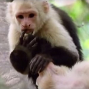 WATCH: The talking animals video that's brightening up our day