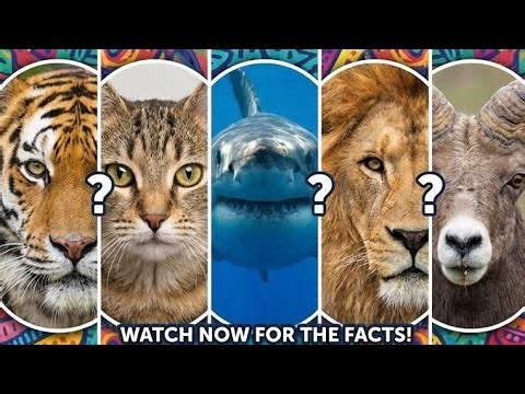The 5 ANIMAL SYNDROMES: Which Hidden Personality Are You?