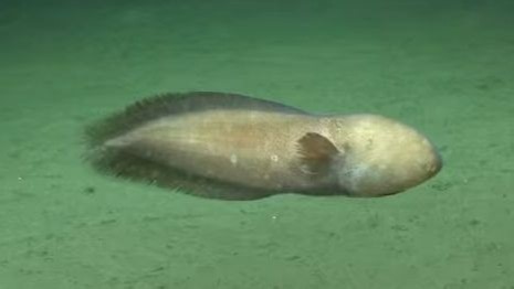 微眼新鼬鳚 Typhlonus nasus （fb@ROV Lu'ukai_哔哩哔哩_bilibili