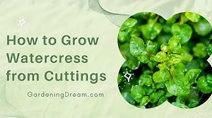 How to Grow Watercress from Cuttings