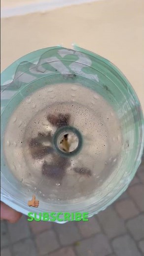 Cockroach trap easy to make works great if u try it and it work like and subscribe thanks