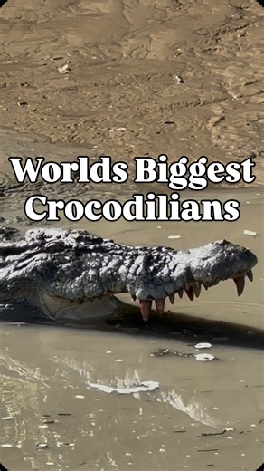 Damian 'Wildman' Duffy on Instagram: "Saltwater Crocodiles, Crocodylus porosus, are the largest Crocodilians on the planet. I’m absolutely humbled to live in Northern Australia where this incredible species is almost literally in my backyard.. Don’t be scared. Don’t be hateful. Be Grateful. If you understood how lucky we are to have thriving natural ecosystems, and how healthy ecosystems benefit the continuation of the human race, you’d be less inclined to want to destroy it. Humans, along with 