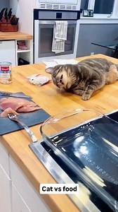 Many cats cannot properly digest cow’s milk. Milk and milk products give them diarrhea. | BMW matrix