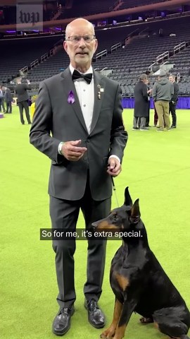 Meet Penny, 2026 best in show winner at Westminster