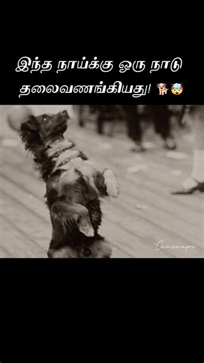 இந்த நாய்க்கு ஒரு நாடே தலைவணங்கியது!🤯🐶 #youtuber #shorts #tamilshorts #bobby #loyality #dog