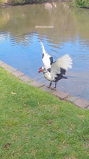 16K views · 139 reactions | Duck flapping its wings at park lake #nature #wildlife #duck #bird #lake #park #flap #wings HA31492 | HAWI Studios | Facebook