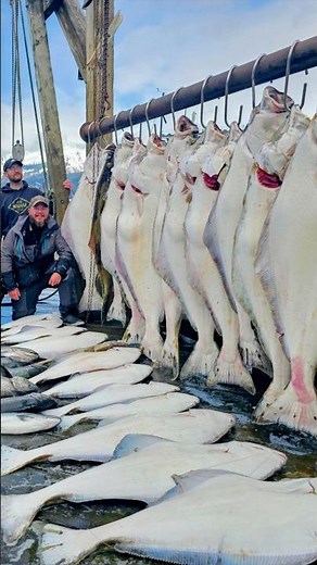 Monster Halibut & Salmon on First Overnight Trip! Tim Berg Alaska