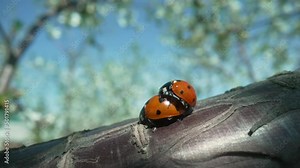 Two ladybugs mating on an apple tree branch on a spring sunny day against a blue sky. Reproduction of a pair of red beetles in spring season. Natural background with ladybird close up.