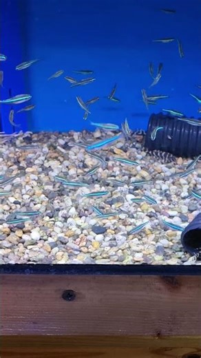 gorgeous green neon tetras neon tetra fish schooling tropical fish