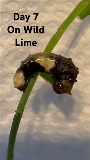 Giant Swallowtail (Papilio cresphontes) day 7 on wild lime (Zanthoxylum fagara) #butterfly