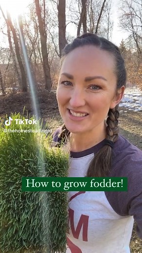 Grow Chicken Fodder in 7 Days: Easy Guide