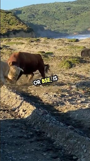 what the sign of mad cow disease? #madcow #symptoms