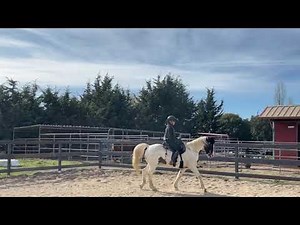 Saddle Gait, Rack - Spotted Saddle Horse - Disco- Gaited Horse Training