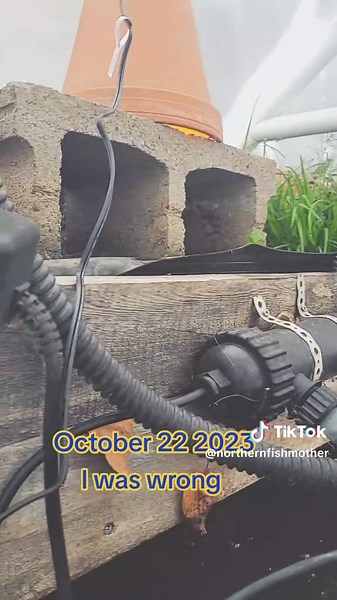 The finished product of putting a lid on my Koi Cabin Pond, before winter! #koipond #northerncanada #ihatesnow #koitok