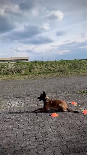 Dog Transformation: From Chaos to Calm