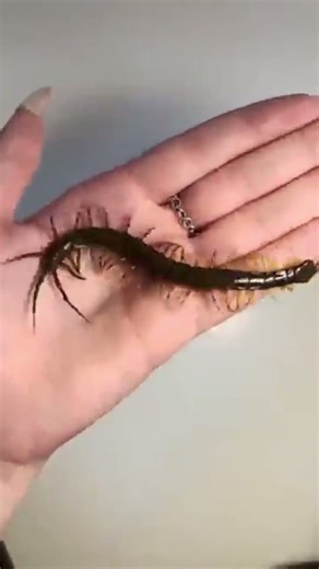 cute animal transformation! #animalglowup #transformation #edit #cuteanimals #wildanimals