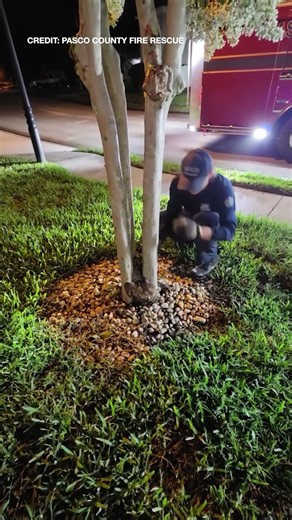 'Unbelievable': Pasco firefighter rescues owl stuck in middle of tree