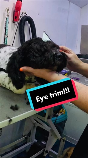 Mastering Eye Trimming: Essential Dog Grooming Tips