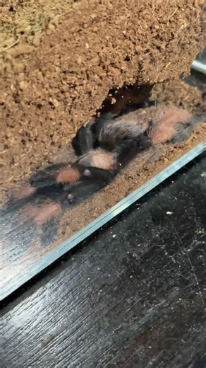 Brachypelma emilia post-molt stretches #tarantulakeeper #tarantulamolt #tarantulas