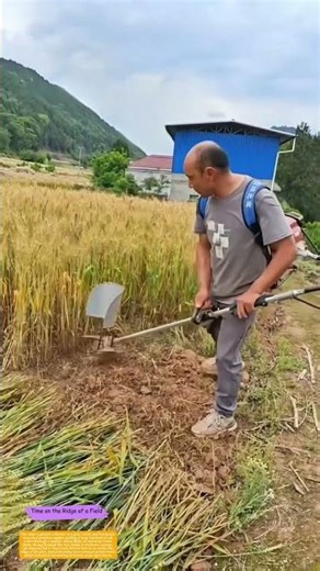 How a Brush Cutter Harvests Wheat in Small Plots