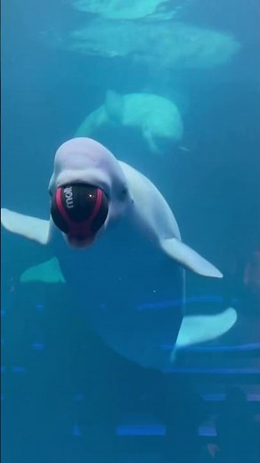 #アクアス #zoo #島根県 #白イルカ #White dolphin #cute #animals #島根旅行 #車中泊の旅 #旅行vlog #島根県立しまね海洋館アクアス