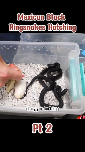 Mexican Black Kingsnakes Hatching