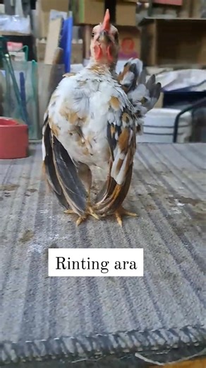 1.9K views · 66 reactions | RINTING ARA 殺殺殺殺 Anak reban | Ayan Serama Ayan Serama | Facebook