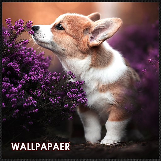 Dogs wallpapers HD / Puppy dog wallpaper 4K
