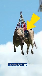 Cow Airlifted by Helicopter Cow Airlifted by Helicopter! 🚁🐄 In Switzerland, tradition meets technology as injured or pregnant cows are safely transported from high mountain pastures by air. This unique practice ensures animal welfare while preserving cultural heritage. A breathtaking sight of care and innovation! 🌍💡 Credits:@Reuters /YT,@SwitzerlandisLife /YT,@sanjoseahora /YT #AnimalWelfare #Tradition #Innovation #cow #airlift | Today News IND